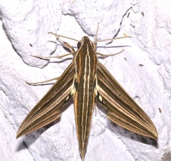 Xylophanes titana