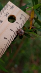 Leptospermum morrisonii
