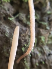 Clavaria rosea