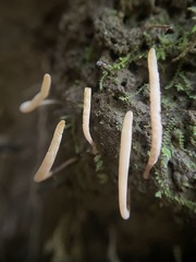 Clavaria rosea