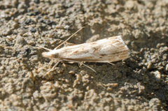 Catoptria oregonicus