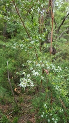 Leptospermum morrisonii