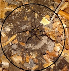 Erginulus subserialis