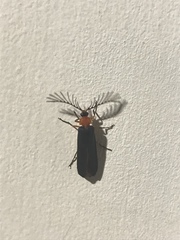 Pterotus obscuripennis