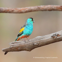 Psephotus chrysopterygius
