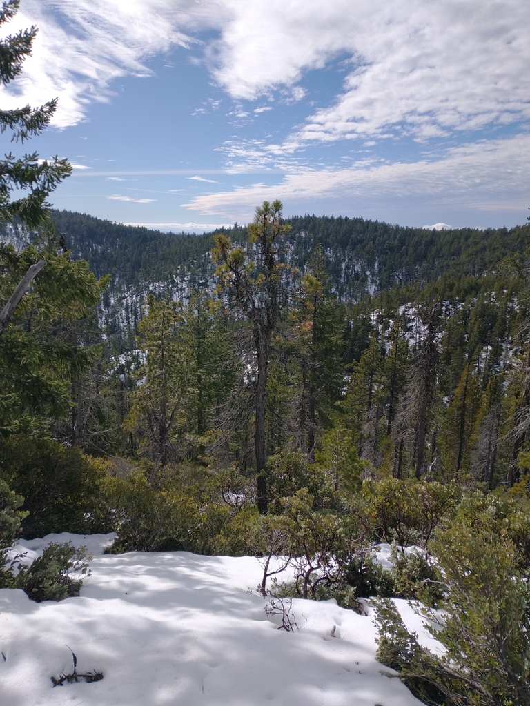 knobcone pine from Willow Creek, CA 95573, USA on January 30, 2022 at ...