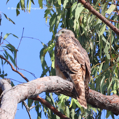 Erythrotriorchis radiatus