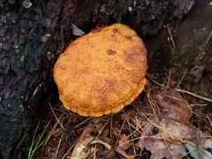 Buchwaldoboletus lignicola