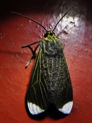 Episcepsis capysca