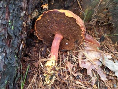 Buchwaldoboletus lignicola