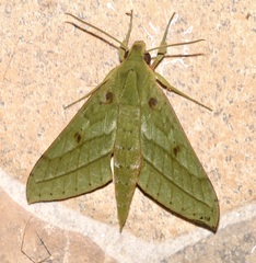 Xylophanes mirabilis