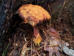 Buchwaldoboletus lignicola