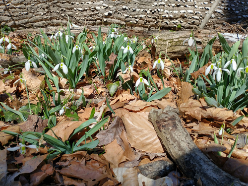 Galanthus elwesii