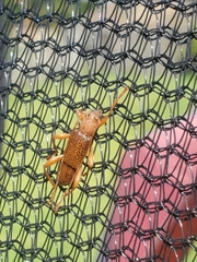 Xuthodes punctipennis