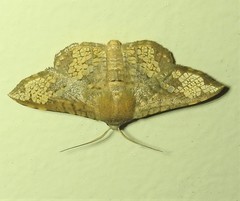 Canaea hyalospila
