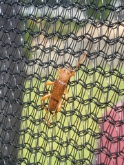 Xuthodes punctipennis