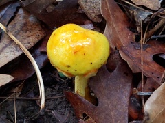 Suillus subaureus