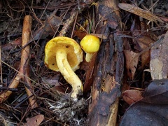 Suillus subaureus