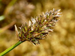 Carex trachycarpa