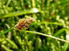 Carex trachycarpa