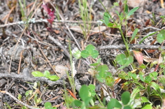 Trifolium microdon