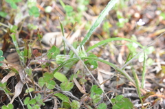 Trifolium microdon