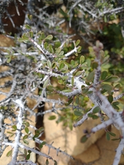 Ceanothus arcuatus