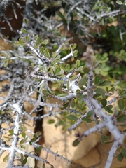 Ceanothus arcuatus