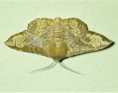 Canaea hyalospila
