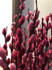 Magnoliopsida