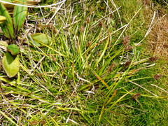 Carex trachycarpa
