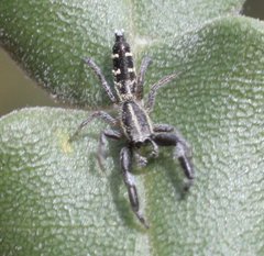 Paraplatoides