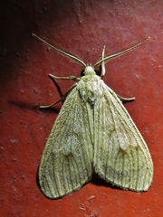 Trocodima lenistriata