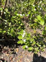 Carissa spinarum