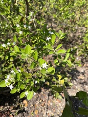 Carissa spinarum
