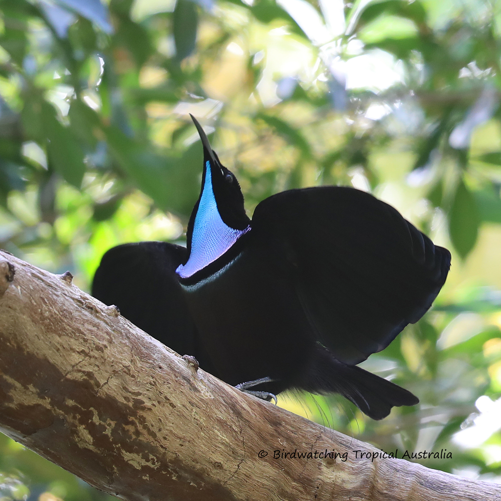 Magnificent Riflebird