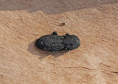 Phloeodes diabolicus