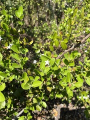 Carissa spinarum