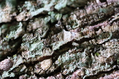 Araeopteron epiphracta