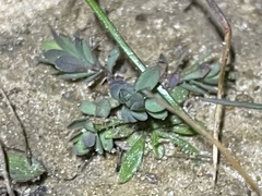 Thamnosma texana