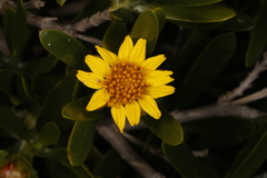 Borrichia arborescens