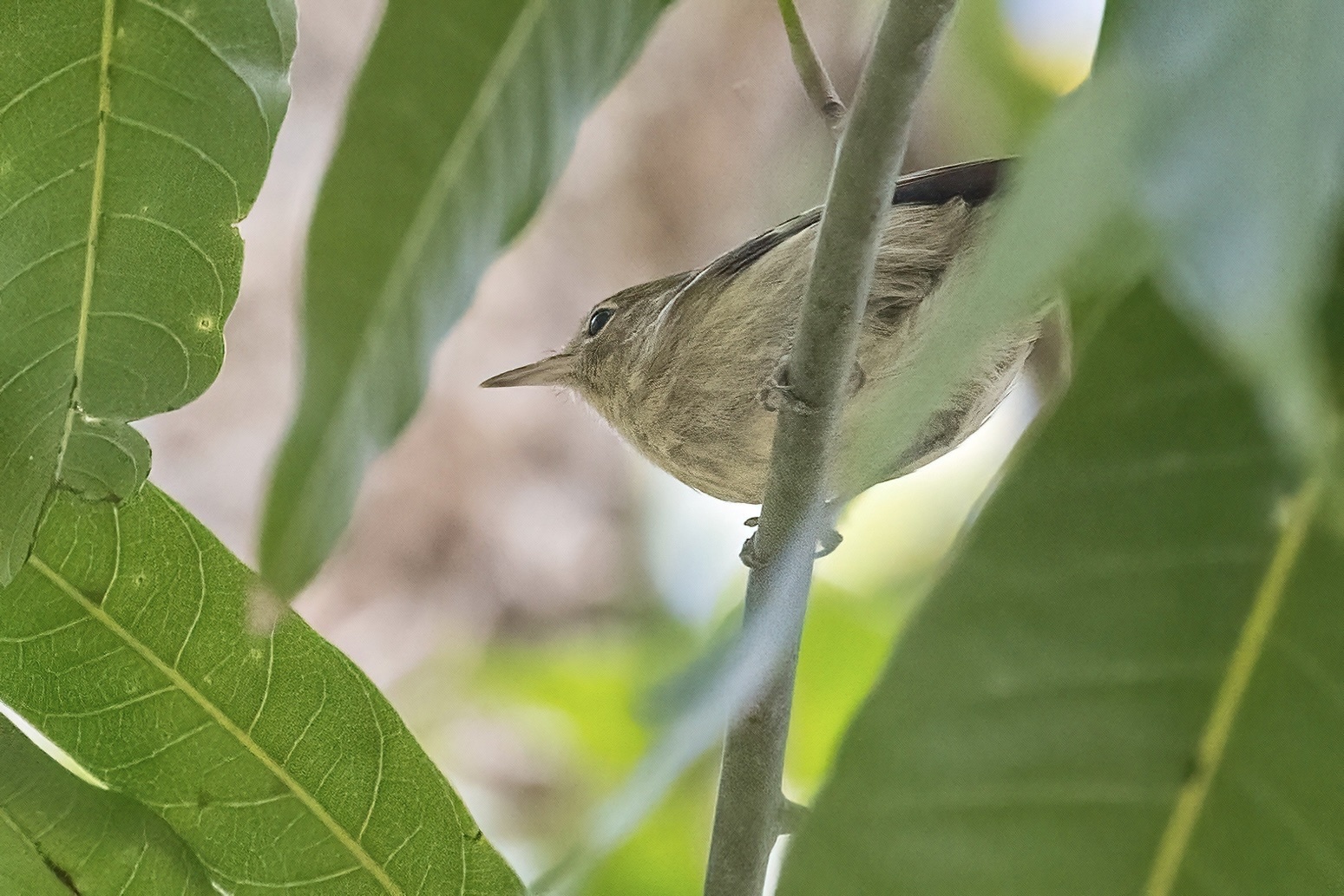 Elfin-woods Warbler (Setophaga angelae)