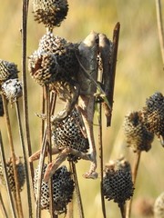 Stagmomantis carolina
