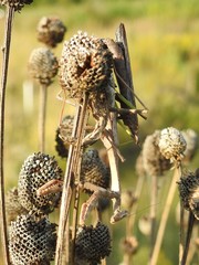 Stagmomantis carolina