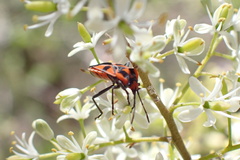 Spilostethus pacificus