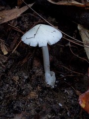 Volvariella pusilla