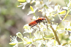 Spilostethus pacificus