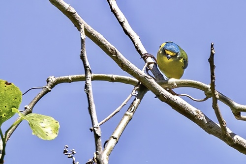 Puerto Rican Euphonia (Chlorophonia sclateri), photo 4