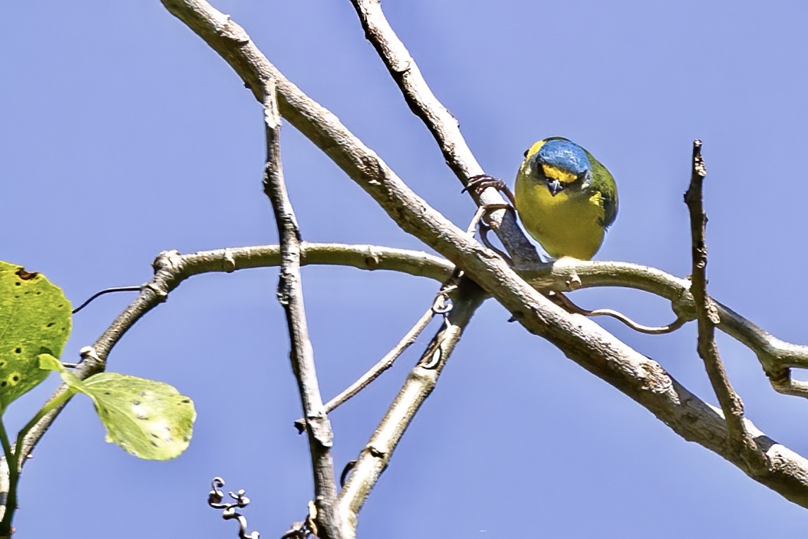 Puerto Rican Euphonia (Chlorophonia sclateri)