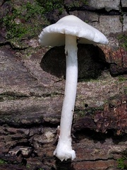 Volvariella pusilla